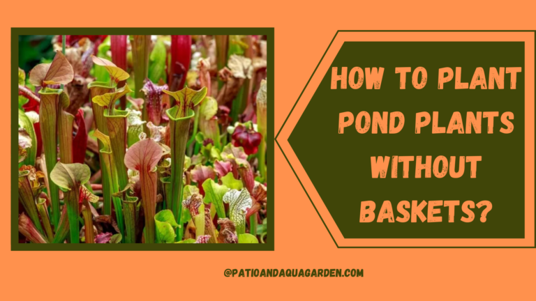 How To Plant Pond Plants Without Baskets?