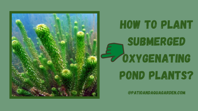 How To Plant Submerged Oxygenating Pond Plants?